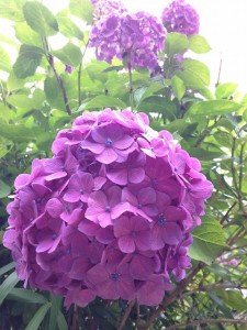 梅雨時に見られる紫陽花