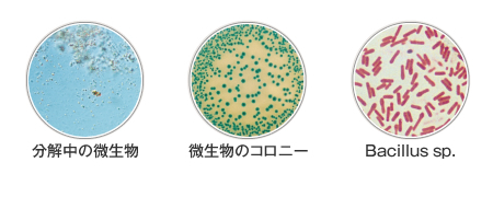 分解中の微生物・微生物のコロニー・Bacillus sp.